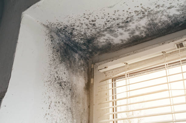 Affordable Mold Remediation solutions in Keasbey, NJ